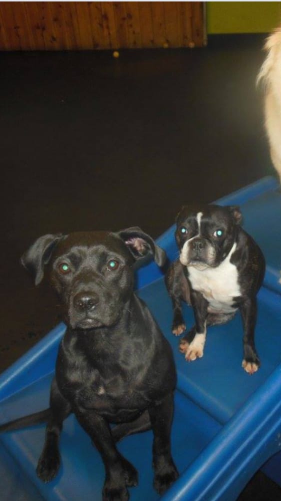 Doggie Depot 20 Reviews Pet Boarding/Pet Sitting 605 Rogers St
