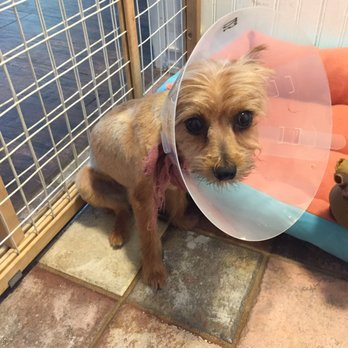 Diane’s Dog Grooming - 11 Photos &amp; 26 Reviews - Pet Groomers - 2128 E Ponderosa Dr, Camarillo