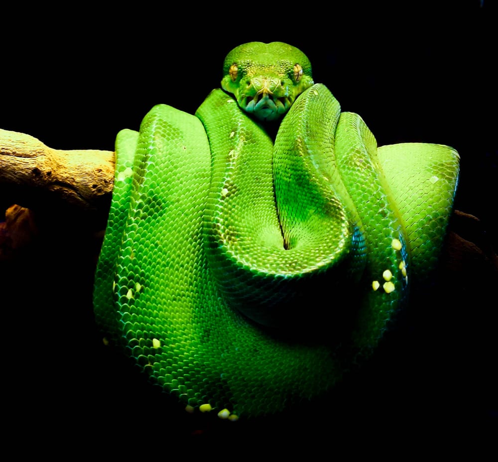 Pet Kingdom 184 Photos & 343 Reviews Local Fish Stores 3191