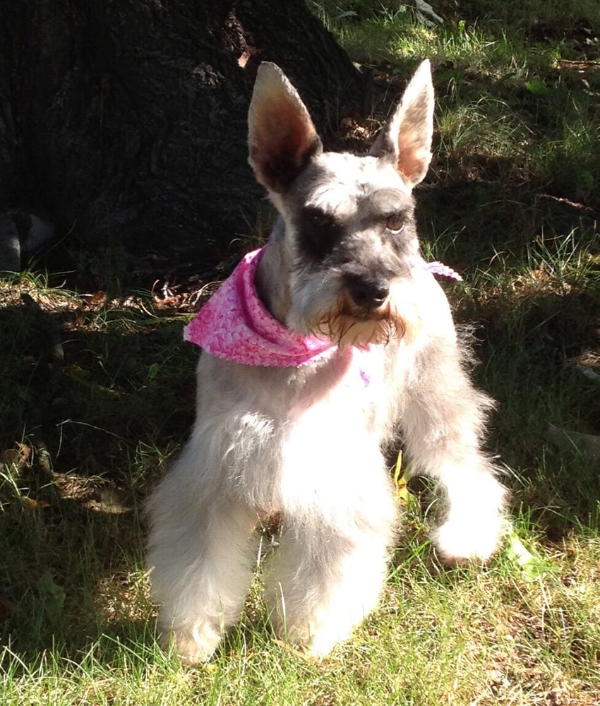 Flawless Paws Pet Grooming 18 Photos Pet Groomers 13 James P