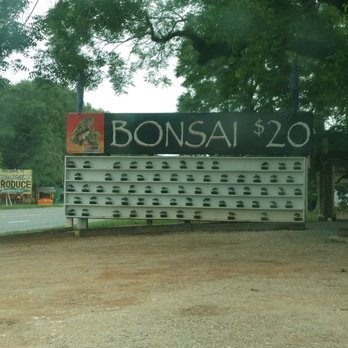 bonsai by dori 27