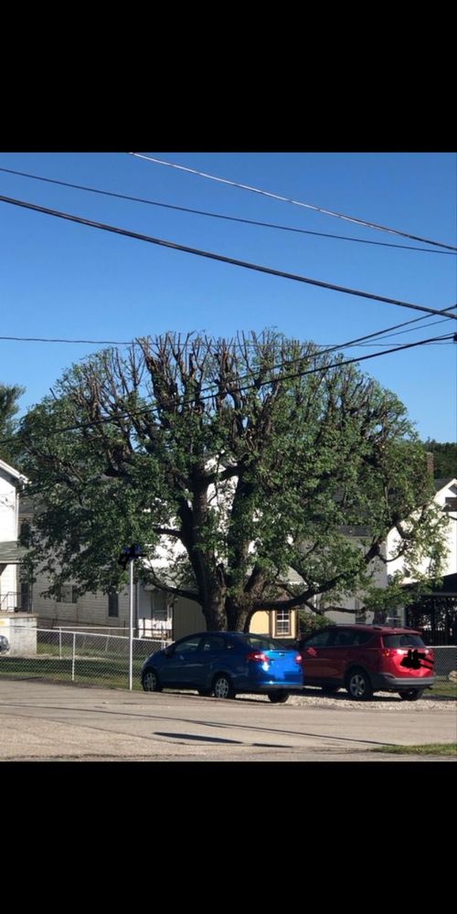 Fields Tree Service