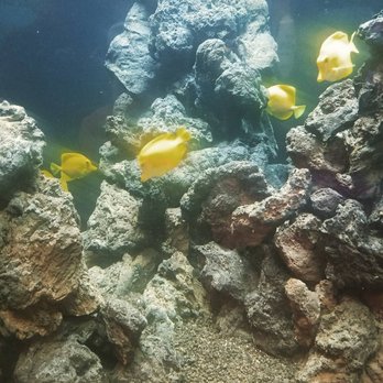shedd aquarium 3170 photos