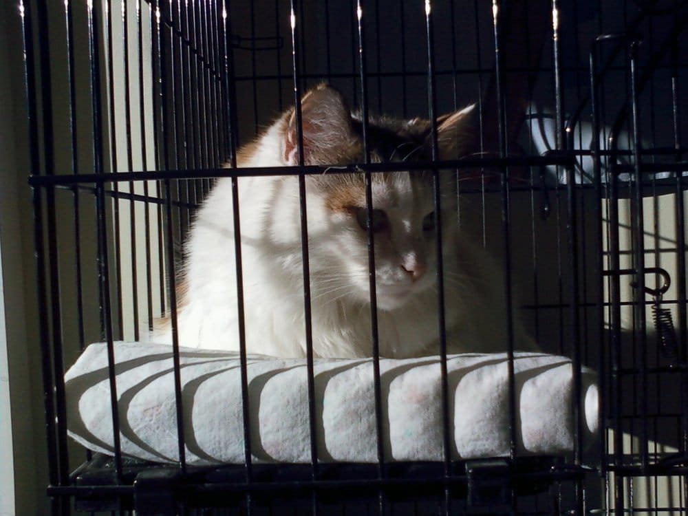 Blue Ridge Kennels Pet Sitting 308 Stone Ridge Blvd, Asheville, NC