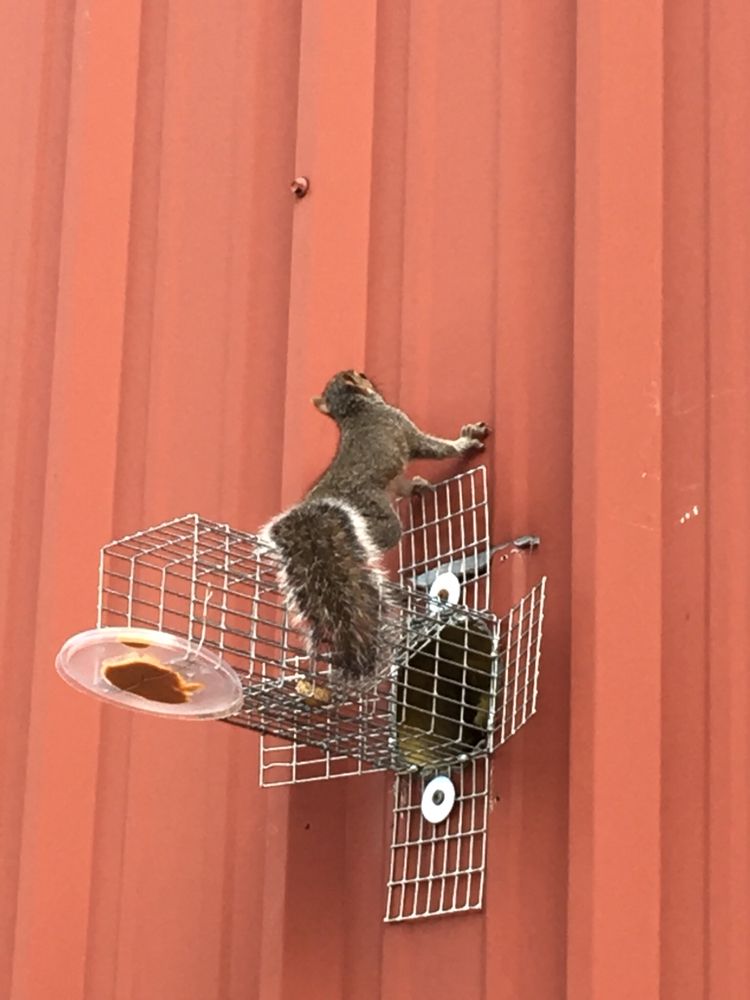 Marriott Termite and Pest Control