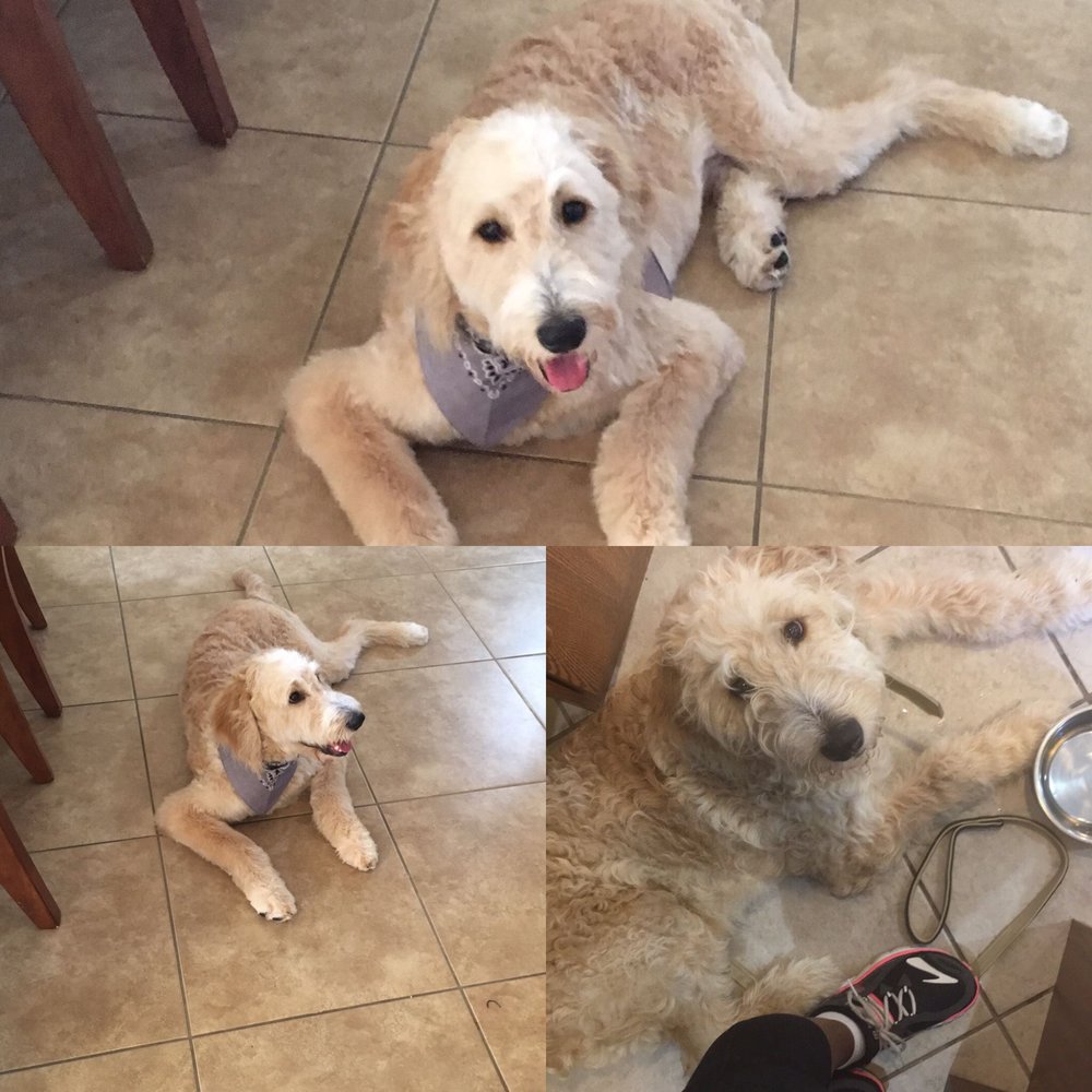 Aussie Pet Mobile Brevard County 11 Photos Pet Groomers Rockledge