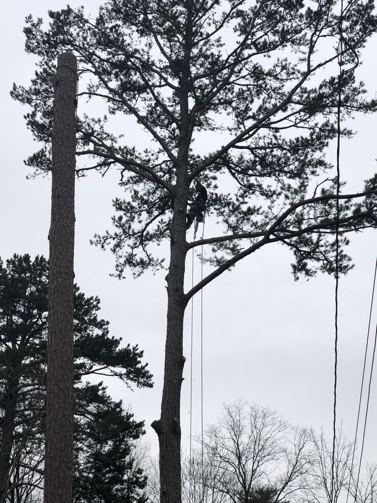 L&M Lawn Maintenance and Tree Service