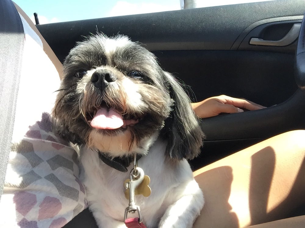 Heavenly Dog Groomers 17 Photos & 23 Reviews Pet Groomers 12620