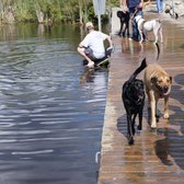 lake orion dog park lake orion dog park
