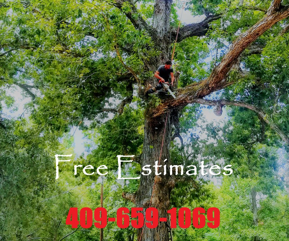 Tree Stump Tree Service