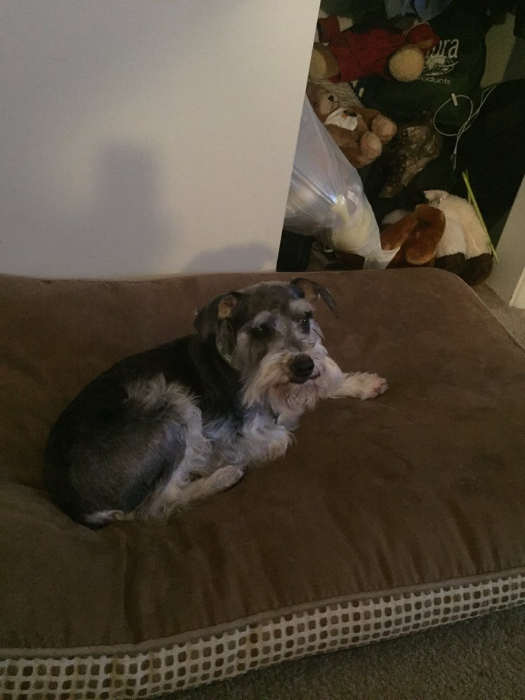 Best Friends Grooming Pet Sitting 1704 Southern Blvd SE, Rio Rancho