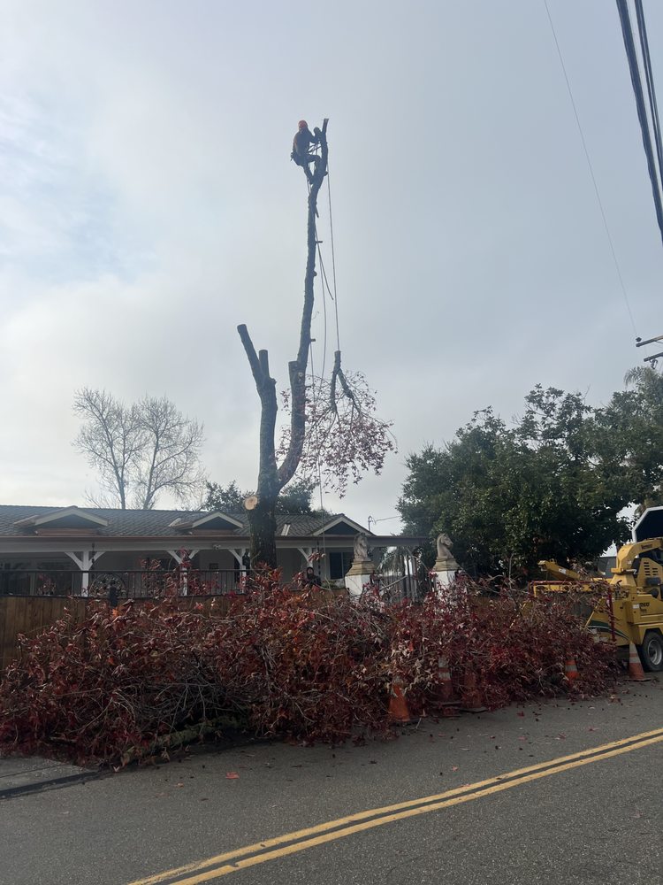 Castillo Tree Service