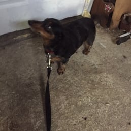 Tina S Pet Grooming Pet Groomers 503 E Yeagua St Groesbeck