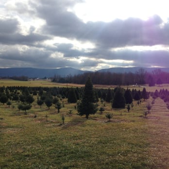 mountain view christmas tree farm christmas trees 2155 mountain view christmas tree farm christmas trees 2155