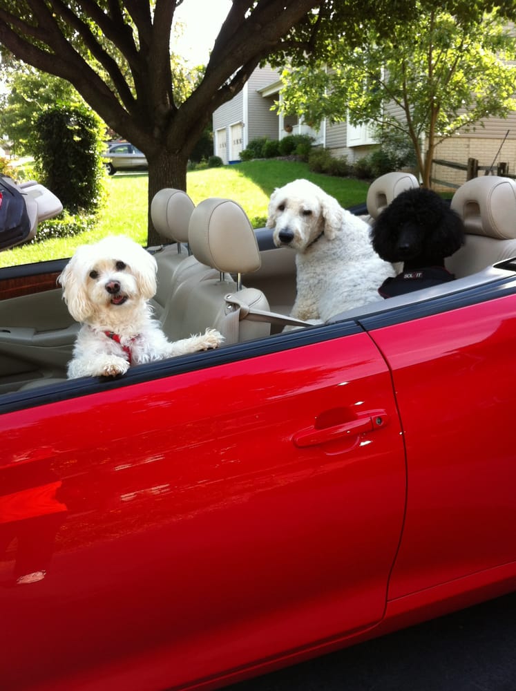 Dog Training Leesburg Fl Dog Training Leesburg Fl