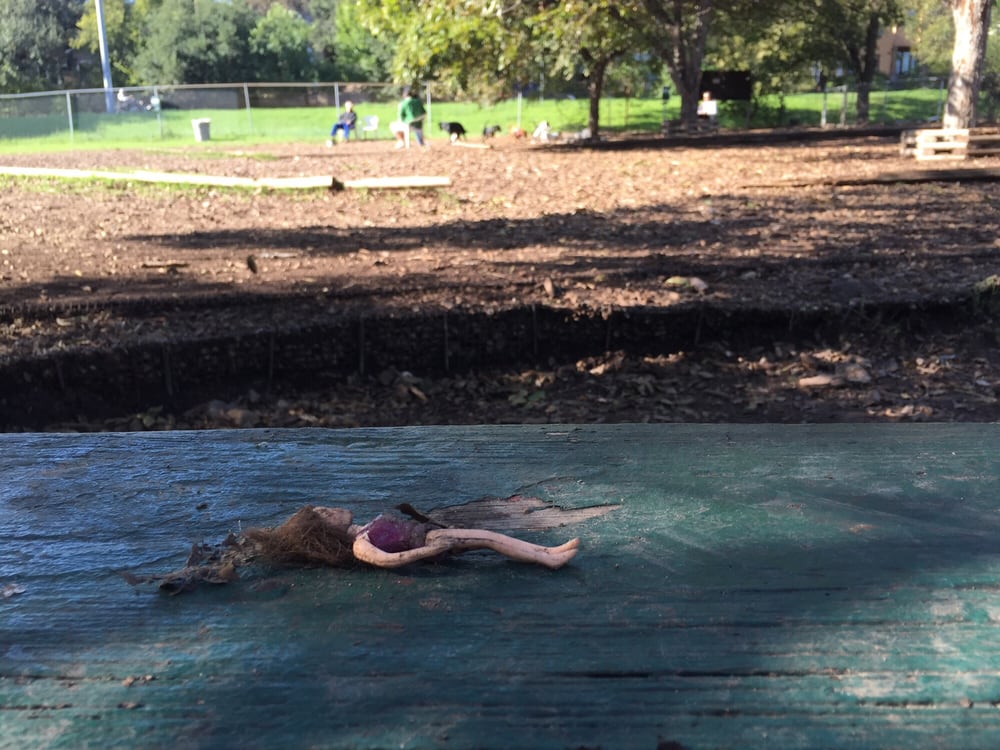 Norwood Estate Dog Park 35 Photos & 104 Reviews Parks 1009