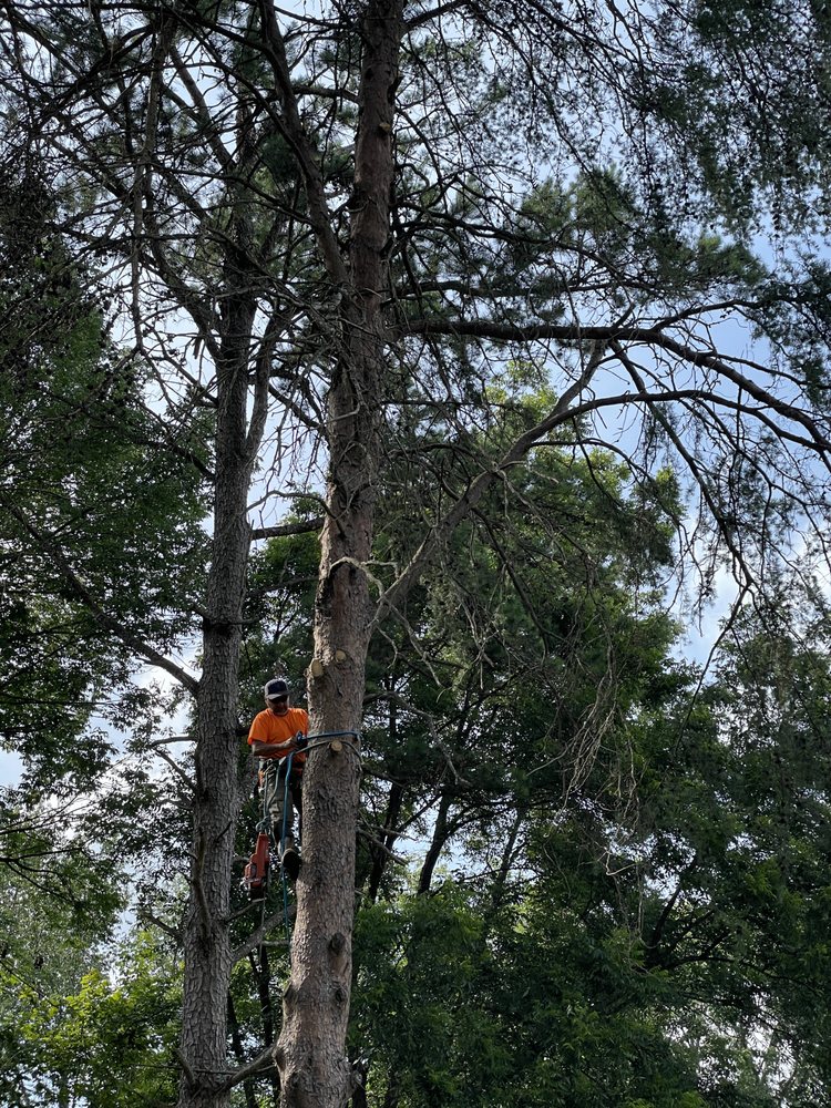Zelta Tree Service