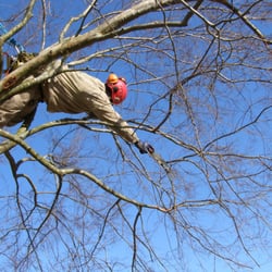 Highpoint Tree Care 37 Photos 16 Reviews Services The Photo Of Highpoint Tree Care The Woodlands Tx United States