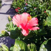 Gardens of Babylon - 34 Photos & 24 Reviews - Nurseries & Gardening