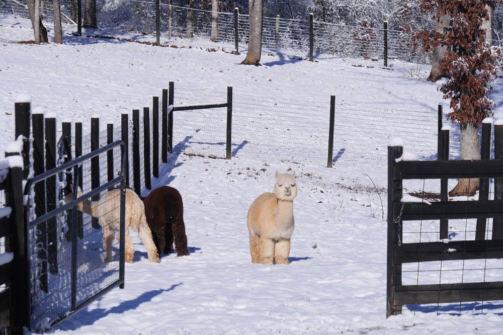 Photo of Apple Mountain Alpacas