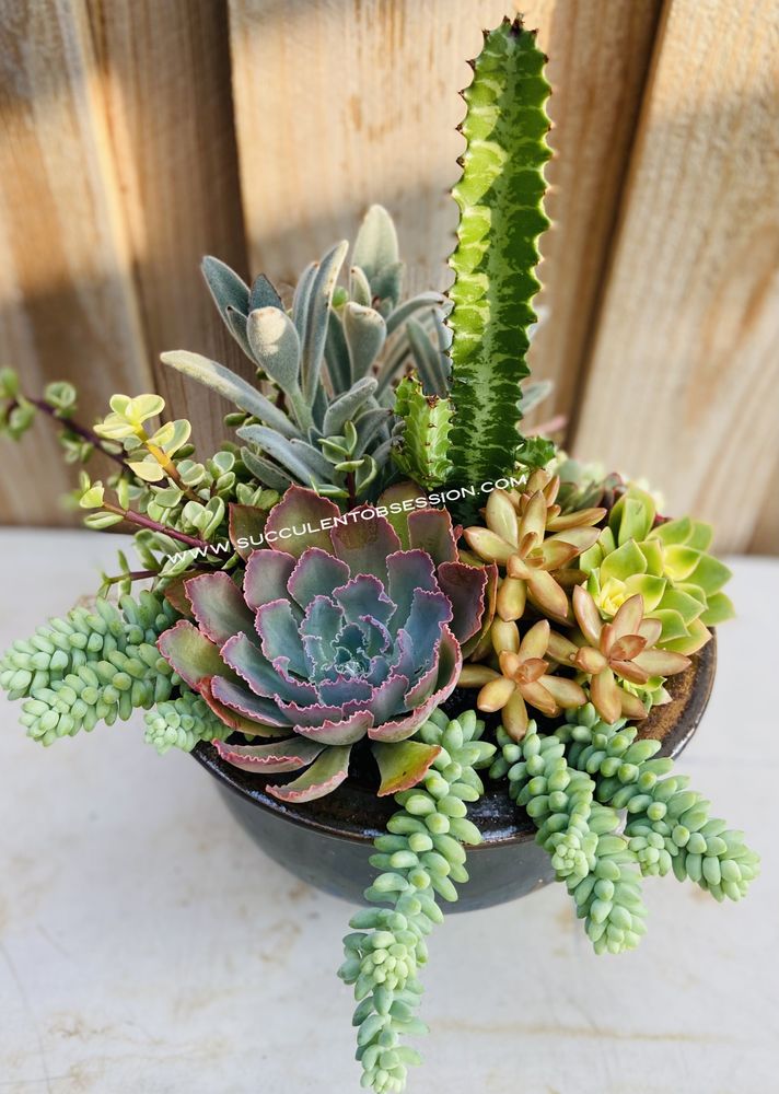 Succulent Obsession