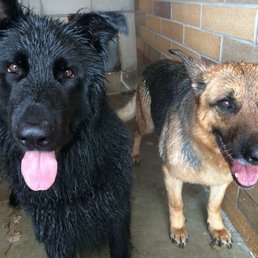 Dog Training Parkland County Dog Training Parkland County