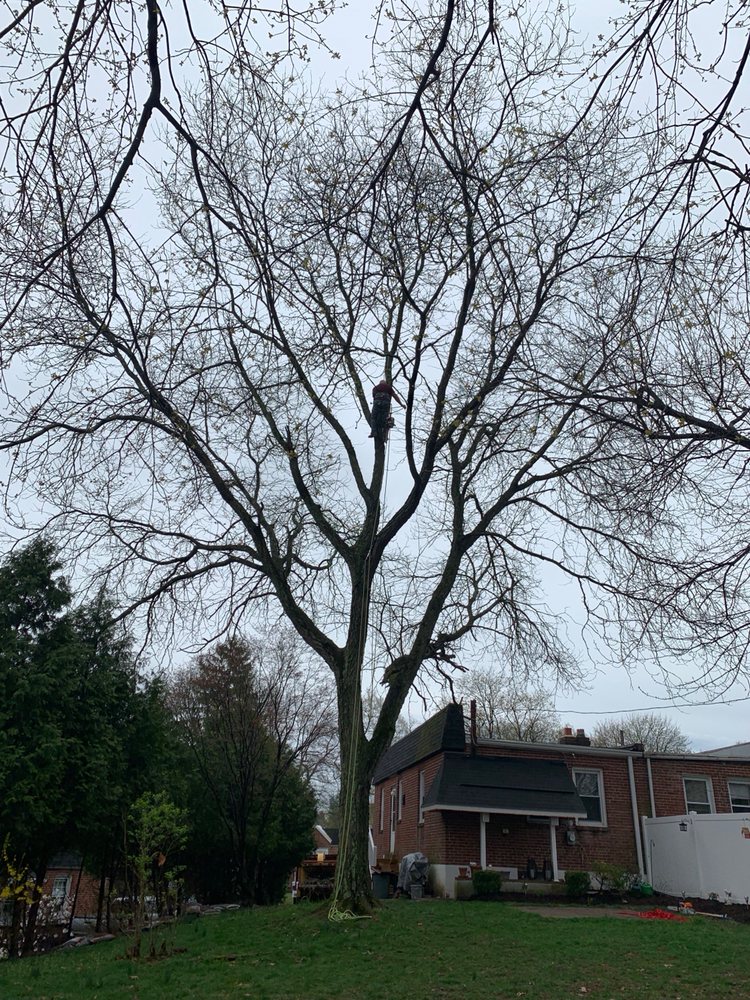 Rosci's Tree Service