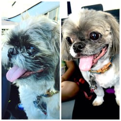 grooming mesa az top grooming 26 rese 241 as est 233 tica de mascotas 714 e brown rd mesa az grooming mesa az top grooming 26 rese 241 as est 233 tica de mascotas 714 e brown rd mesa az