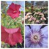 Montgomery Nurseries gift card