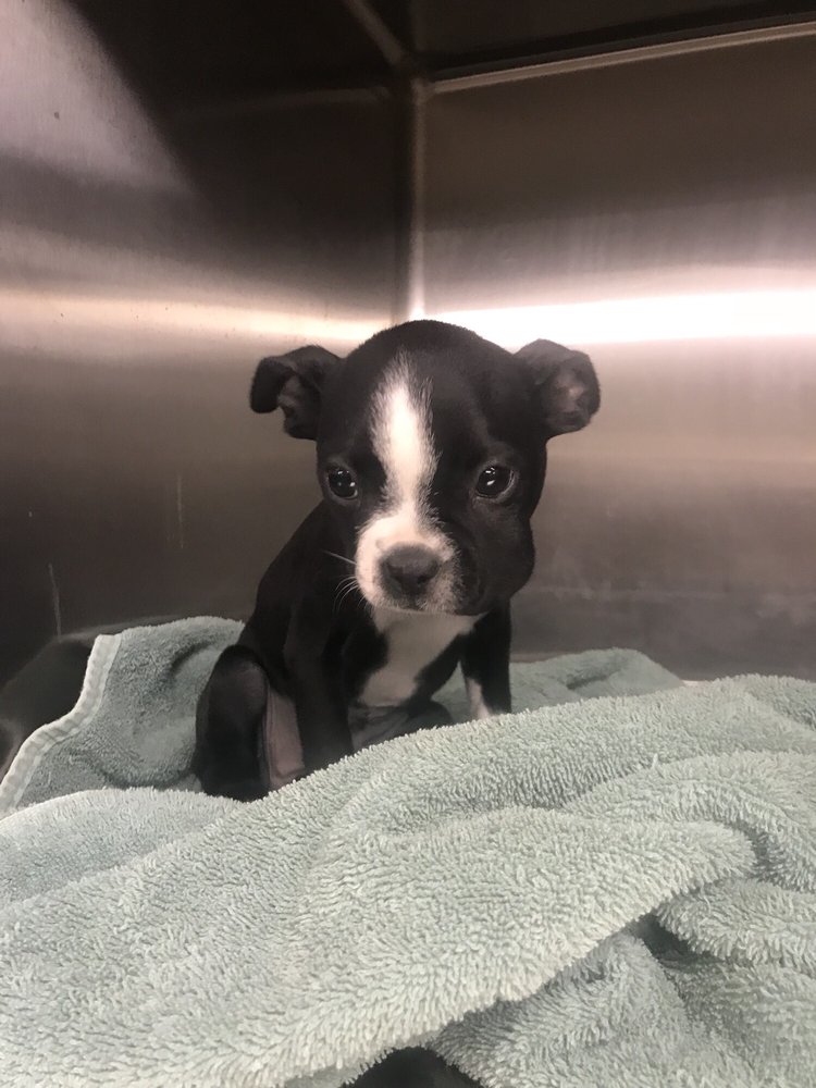 Deason Animal Hospital Veterinarians 1712 D St, Floresville, TX