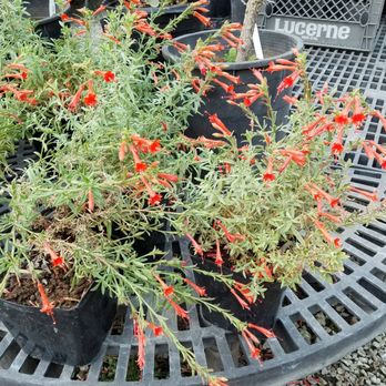 Fl Native Nursery Nurseries Gardening 2511 Ave Photo Of Fl Native Nursery Chico Ca United States Epilobium Blooming At