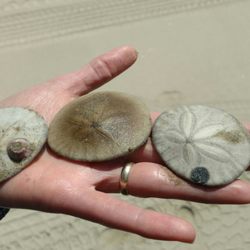 Best Tent Camping Near Pismo Beach Ca 93449 Last Updated December Pismo State Beach Oceano Campgrounds