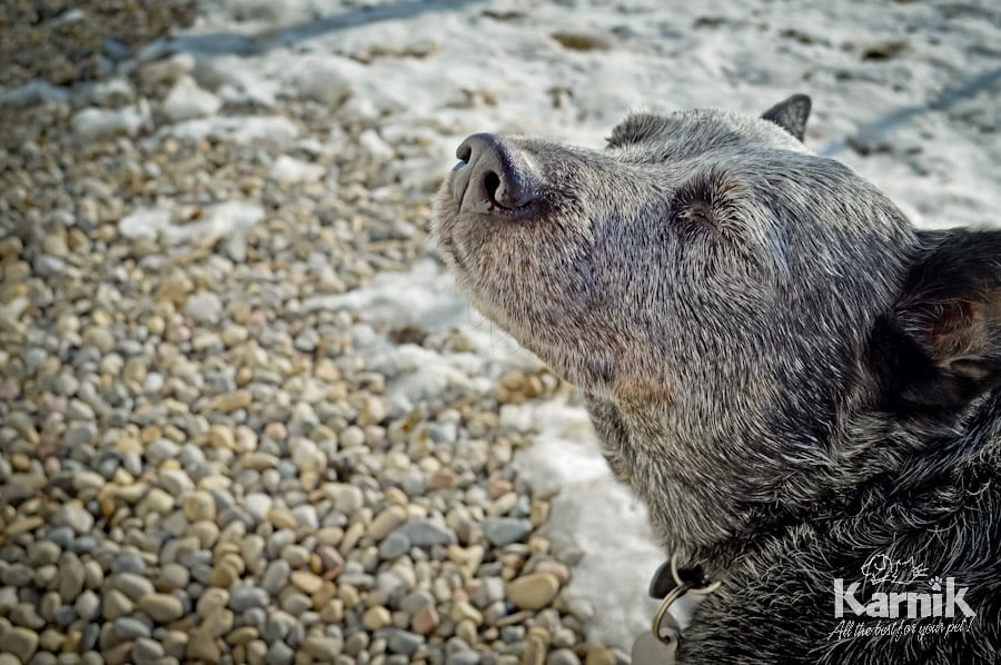 Karnik Pet Lodge 14 Photos & 16 Reviews Pet Boarding/Pet Sitting