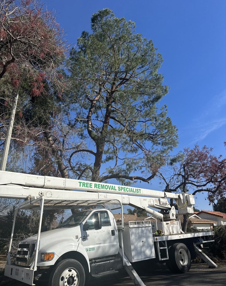 Anthony's Tree Service