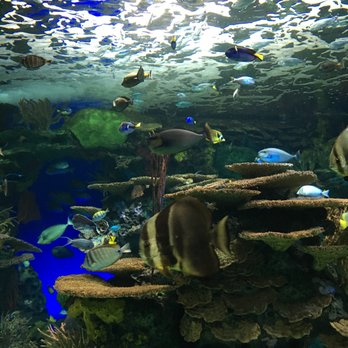 Ripley aquarium coupon code 2018 toronto