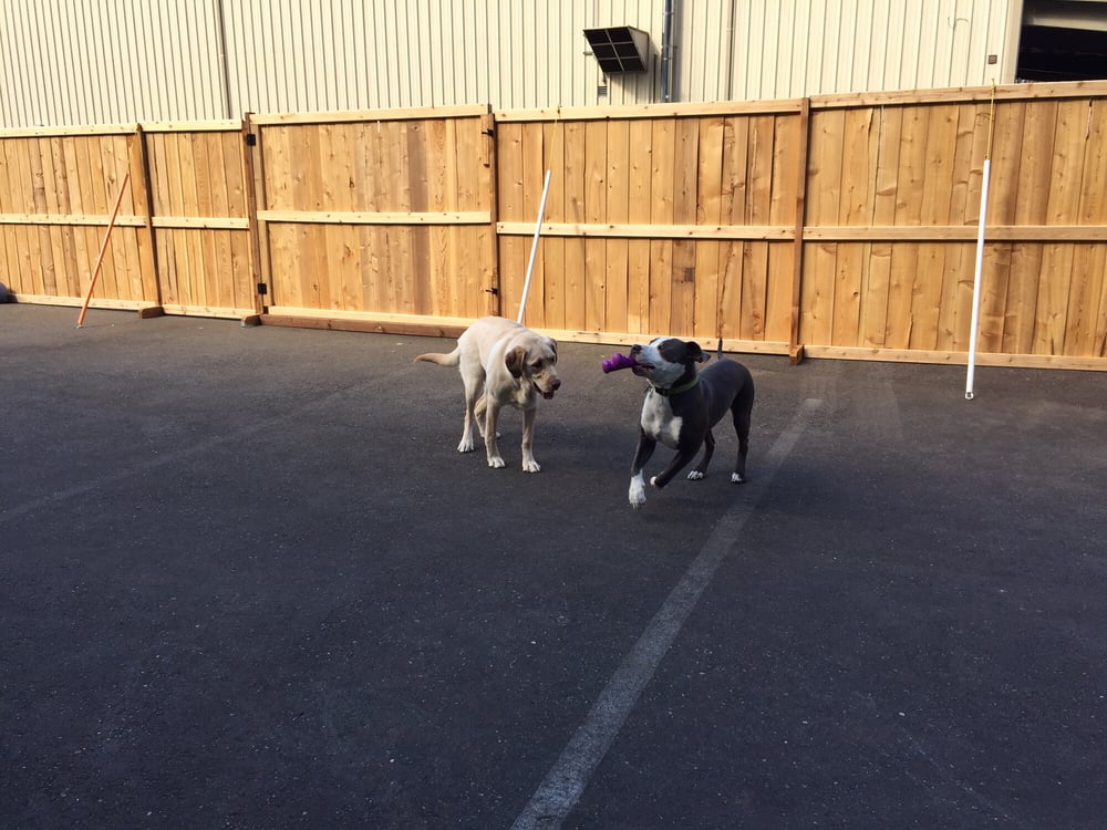 Run Dog Run Doggy Daycare Pet Sitting 26509 Bond Rd NE, Kingston