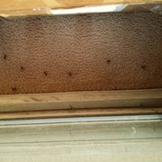 Northridge Meadow Apartments 14 Photos 19439 Sorry Out Photo Of Northridge Meadow Apartments Northville Mi United States All The Bees