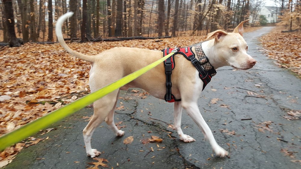 4 Paws Walker