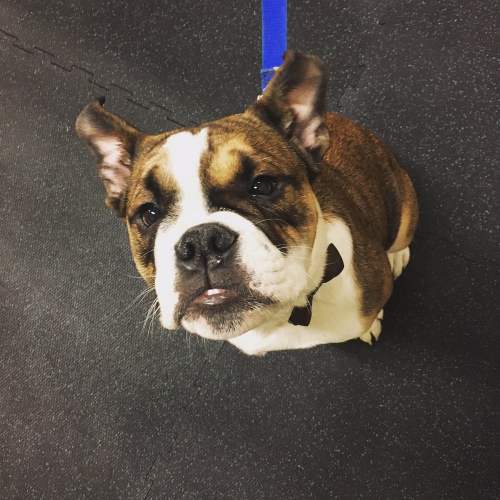 Dog Training Near Huntersville Nc Dog Training Near Huntersville Nc