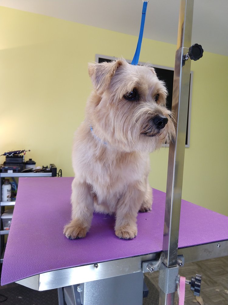 happy trails pet grooming