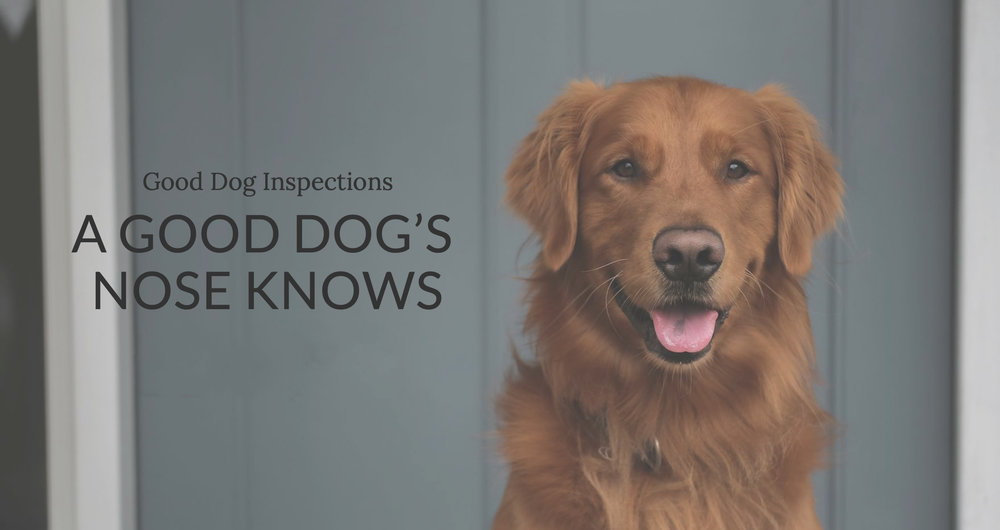 Good Dog Home Inspections