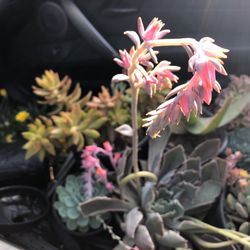 Vineland Nursery 24 Photos 36 Reviews Nurseries Gardening Photo Of Vineland Nursery North Hollywood Ca United States Best Eclectic Collections