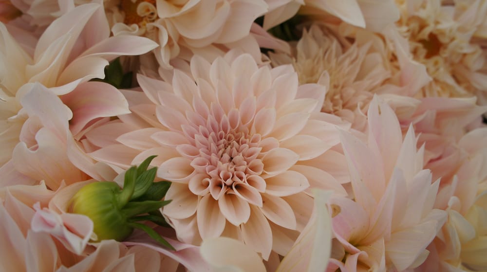 Riverhead Farmers Market 16 Photos Farmers Market Main St