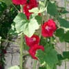 Le Flora