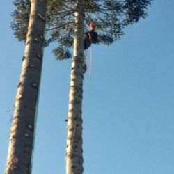 Bellingham Tree Tech And Care Services Wa Photo Of Bellingham Tree Tech And Care Wa United States Limbing