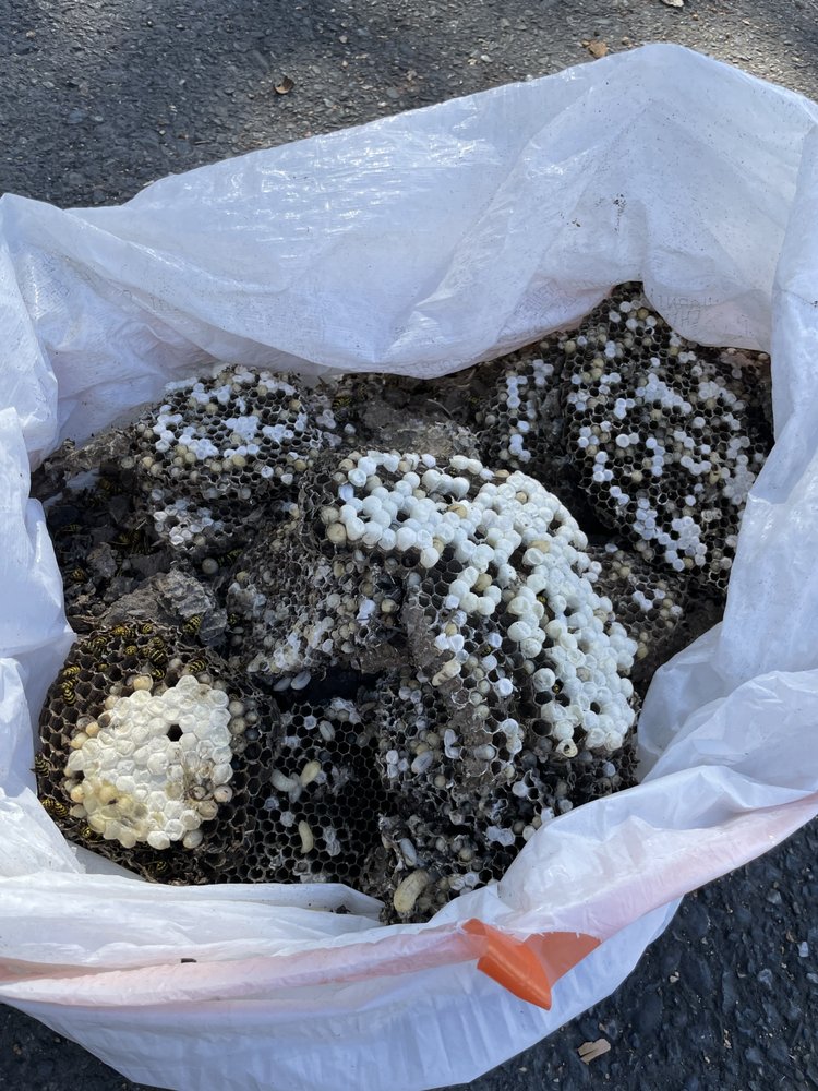 Bees Evictions