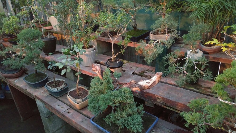 Exotic Bonsai 66 Photos & 17 Reviews Nurseries & Gardening 511 N