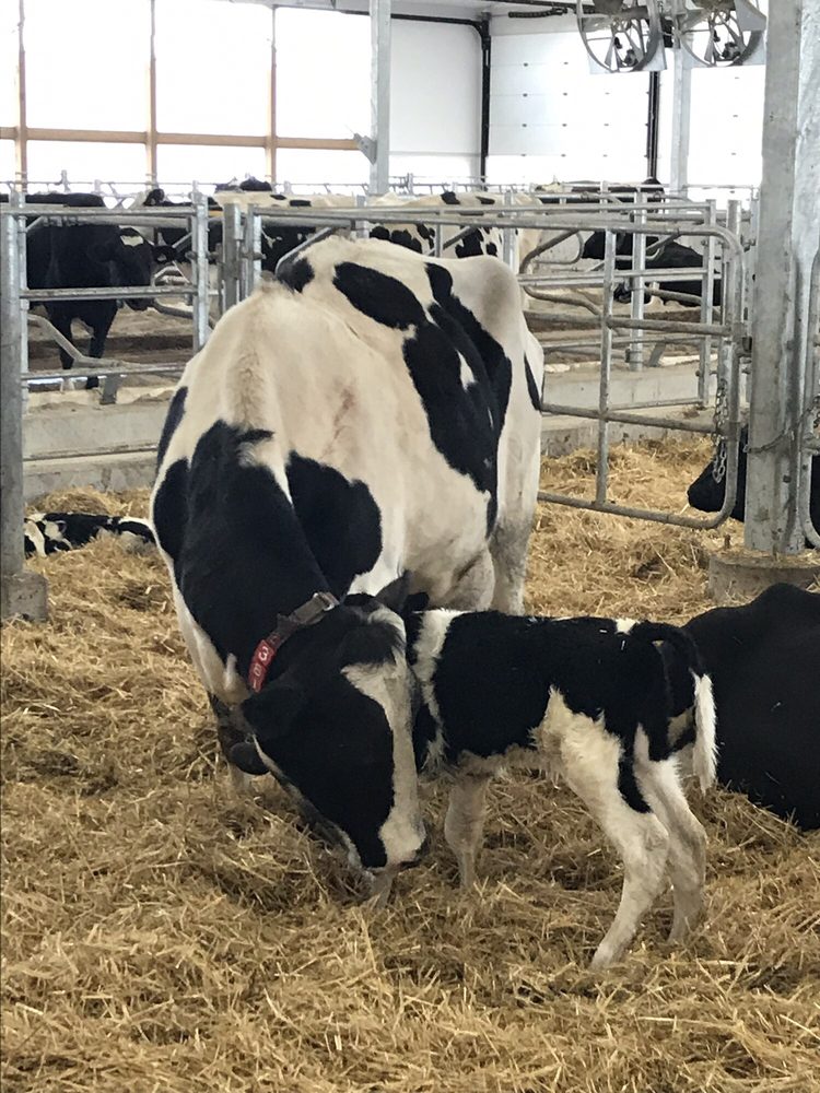 Sheldon Creek Dairy