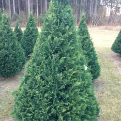 brewer christmas tree farm christmas trees 1067 robert brewer christmas tree farm christmas trees 1067 robert
