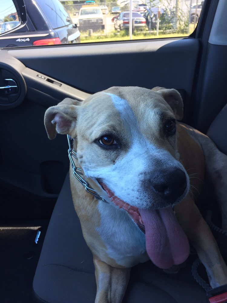 Soundside Animal Hospital 14 Photos Veterinarians 7552 Navarre